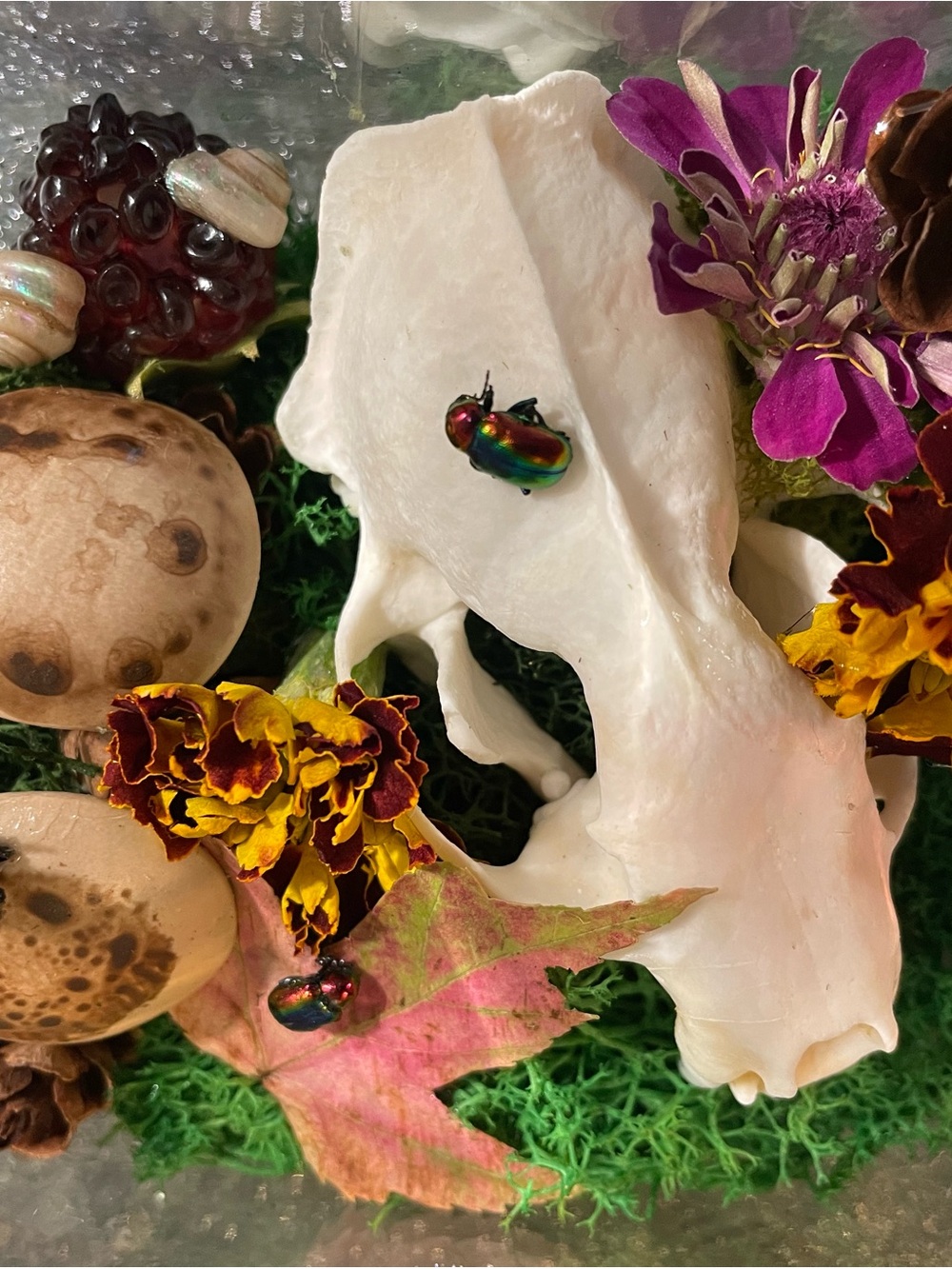 Skull Nature Diorama